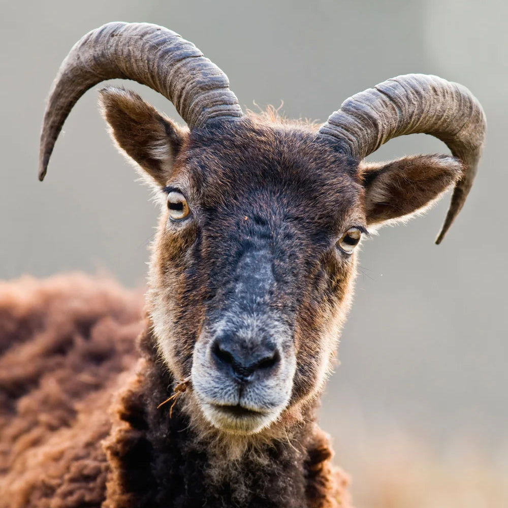 The Journal of Scottish Yarns - Issue 9