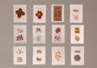 A set of 12 small square paper cards arranged in a 3-by-4 grid on a plain taupe wall. Each card contains pressed dried botanical specimens, including flowers, leaves, seeds, and plant parts, in muted earthy tones.