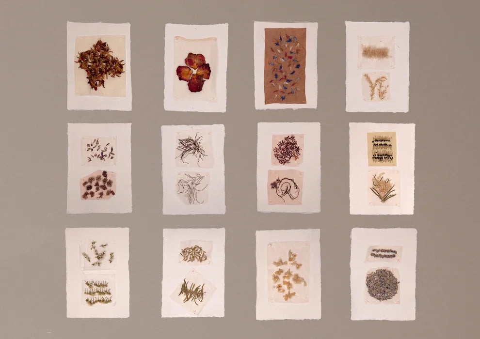 A set of 12 small square paper cards arranged in a 3-by-4 grid on a plain taupe wall. Each card contains pressed dried botanical specimens, including flowers, leaves, seeds, and plant parts, in muted earthy tones.