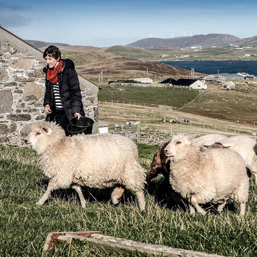 Shetland Oo - Kate Davies